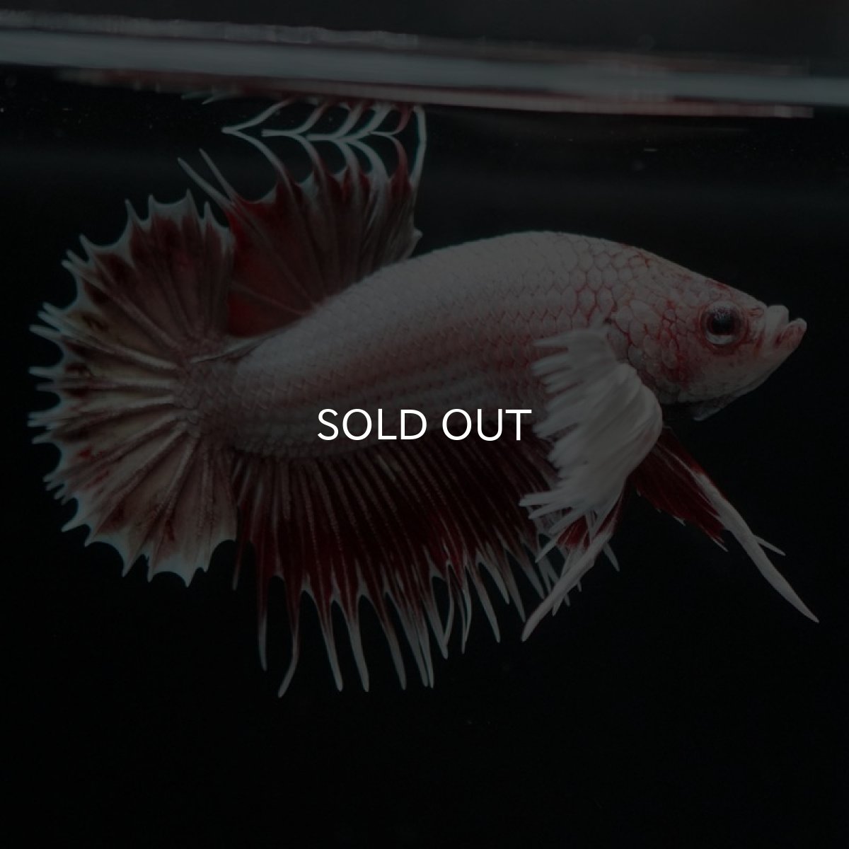 画像4: CTPK ファンシーレッド (4)