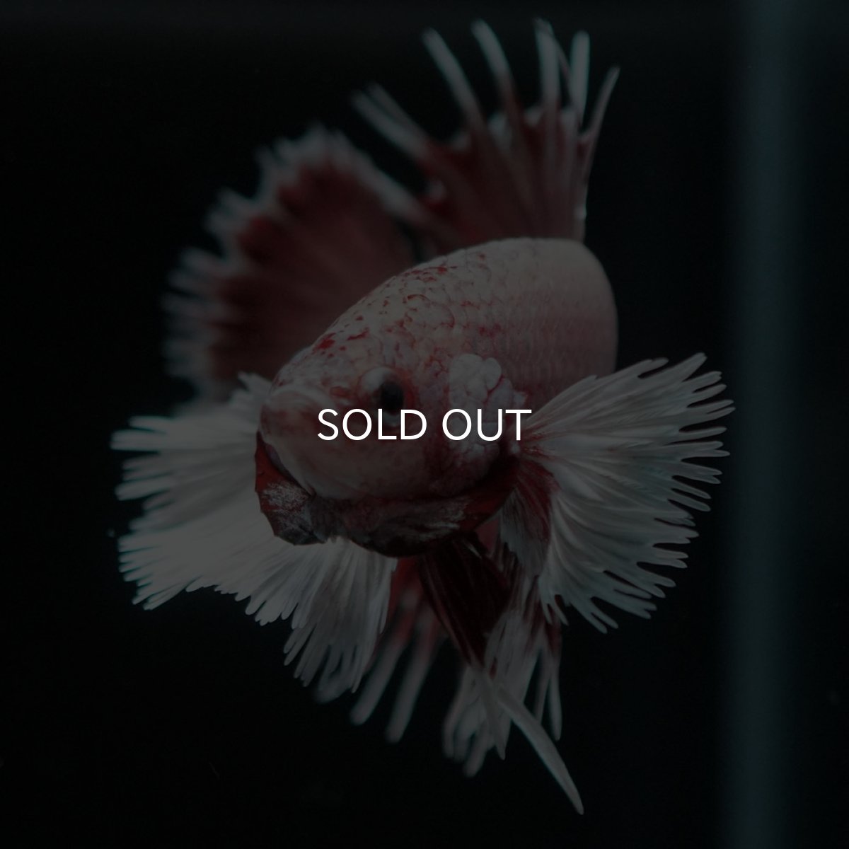 画像6: CTPK ファンシーレッド (6)