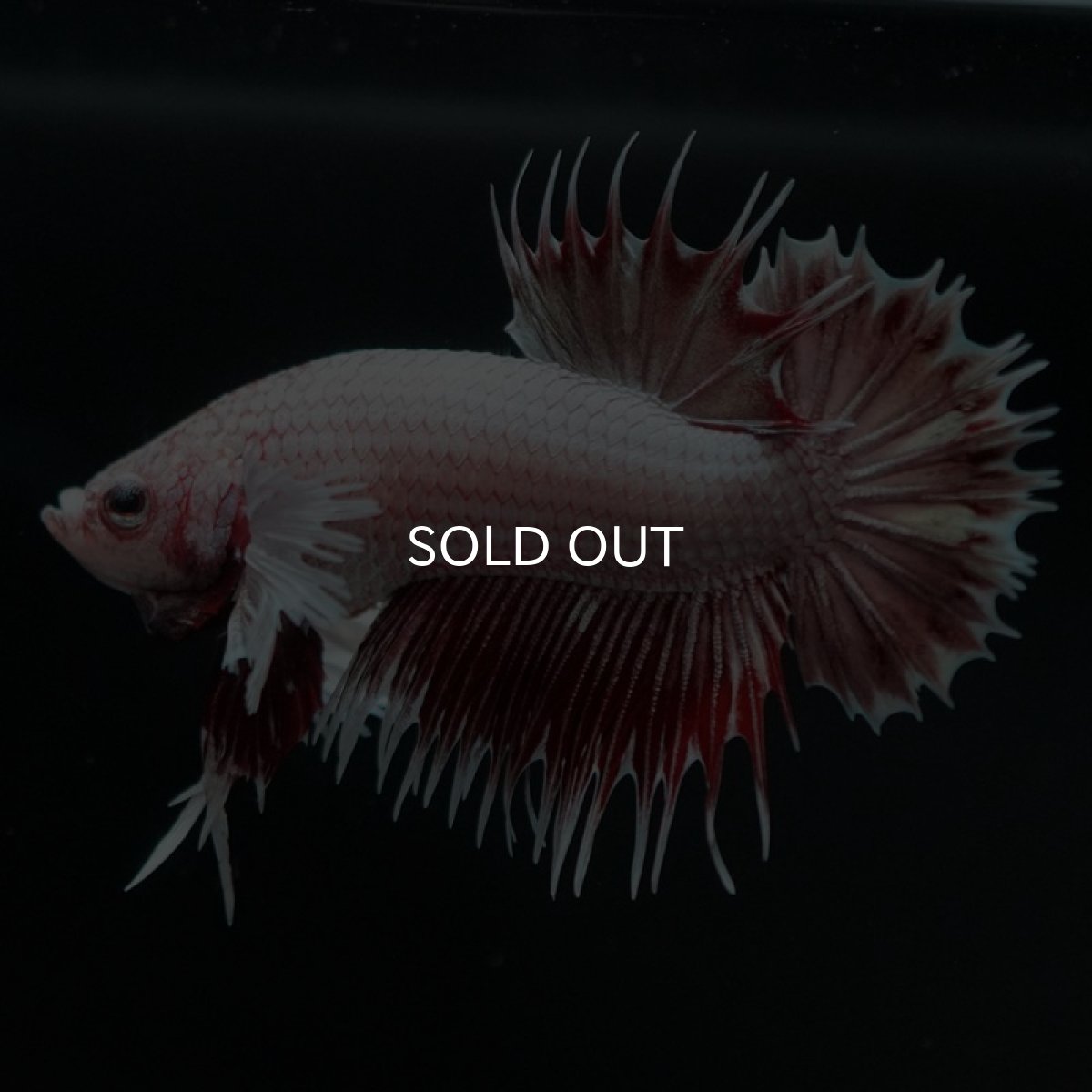 画像3: CTPK ファンシーレッド (3)