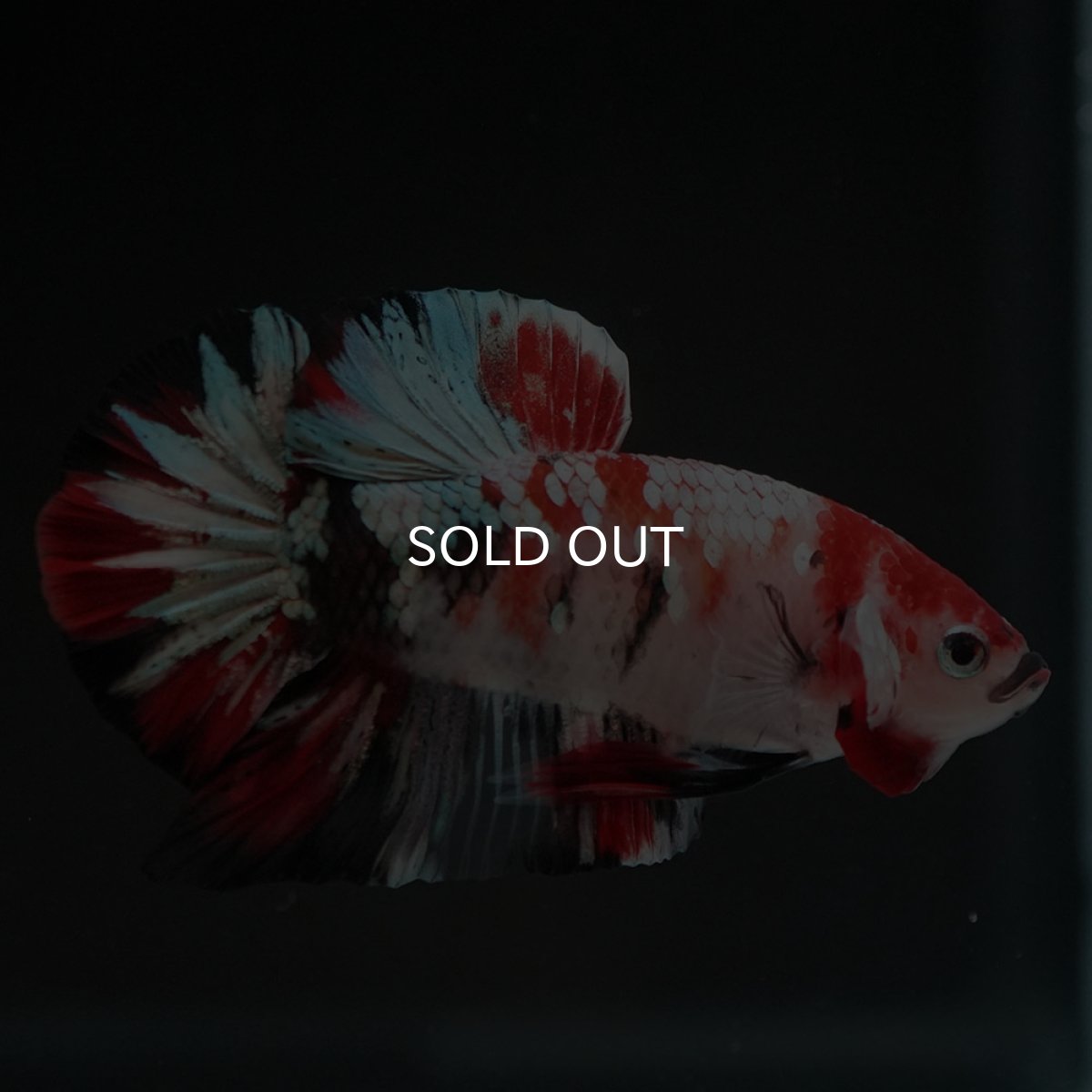 画像8: HMPK　鯉カッパー (8)