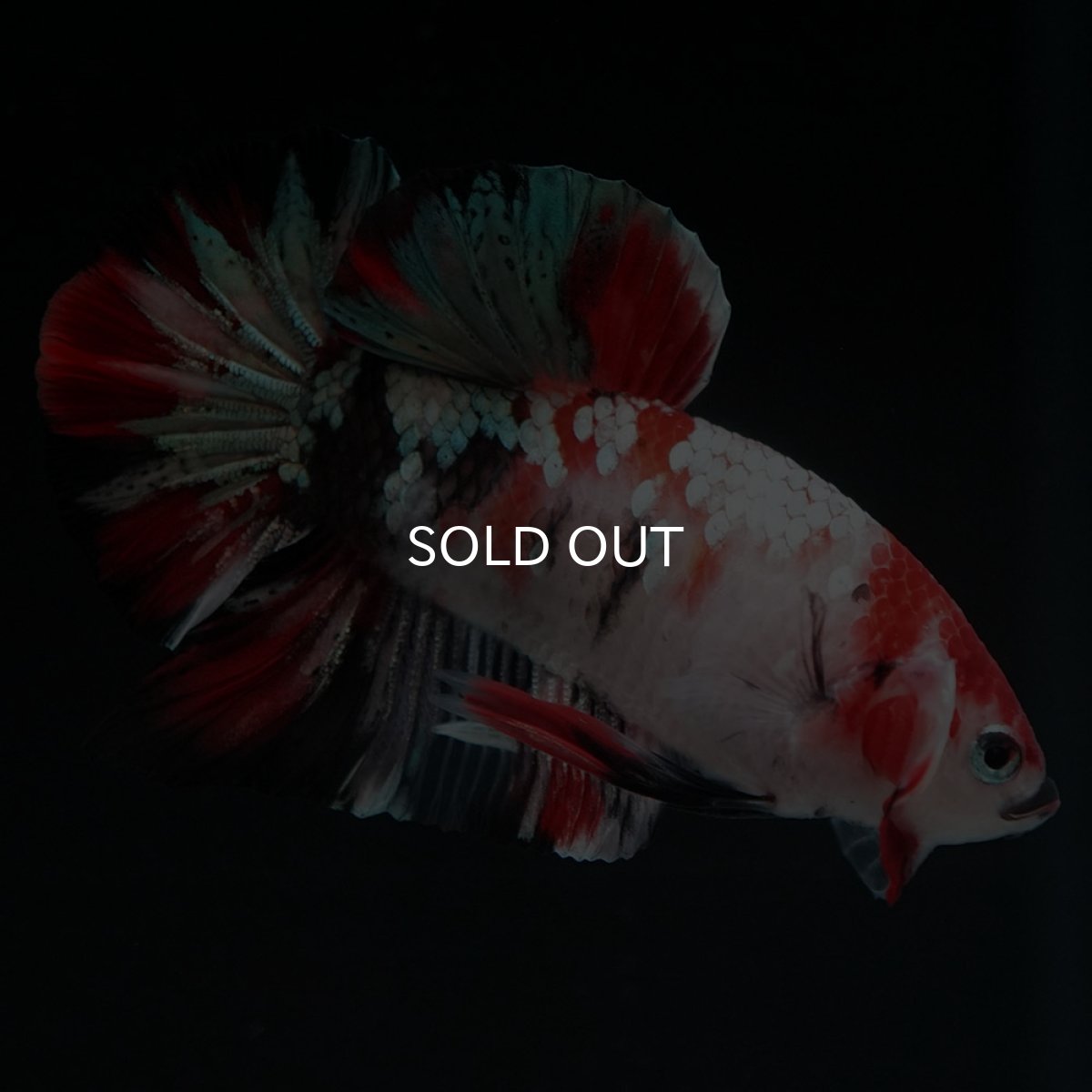 画像6: HMPK　鯉カッパー (6)