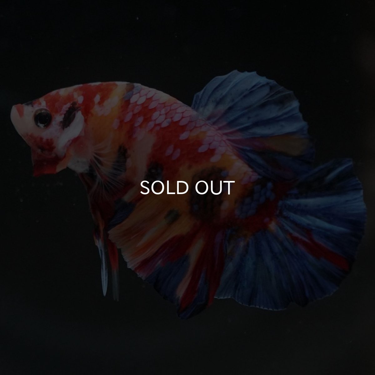 画像8: HMPK　キャンディギャラクシー (8)