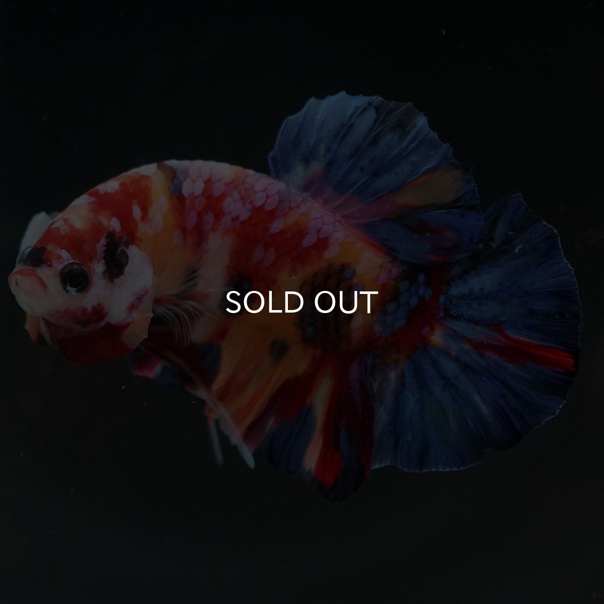 画像7: HMPK　キャンディギャラクシー (7)