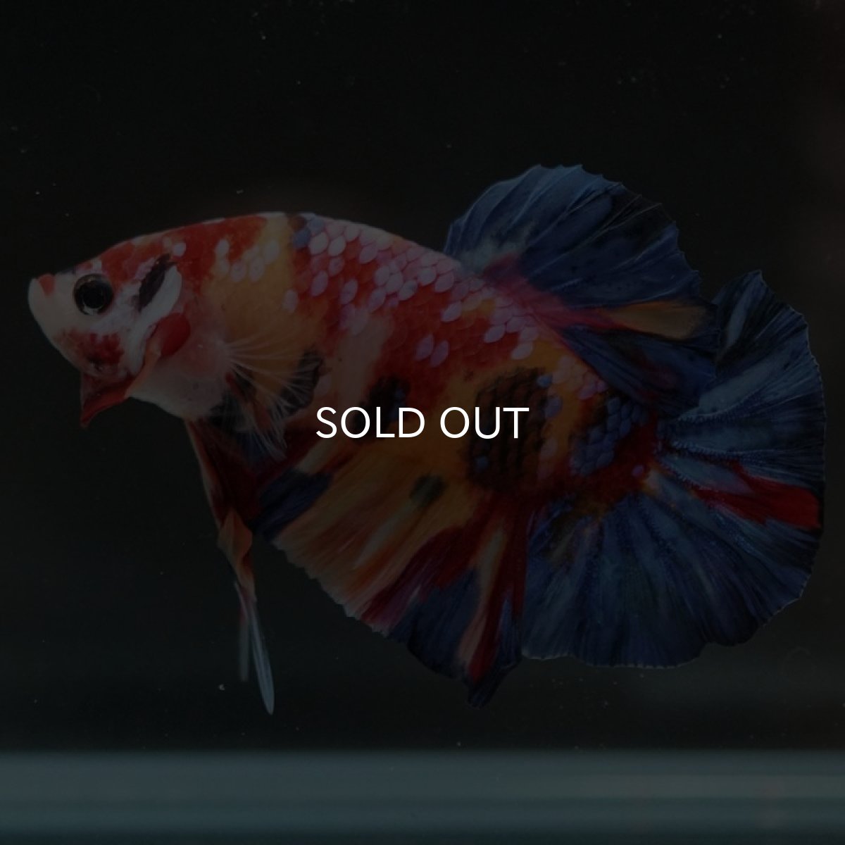 画像6: HMPK　キャンディギャラクシー (6)