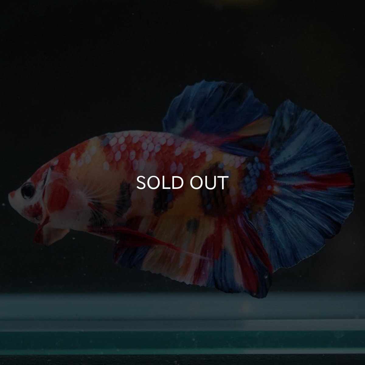 画像4: HMPK　キャンディギャラクシー (4)