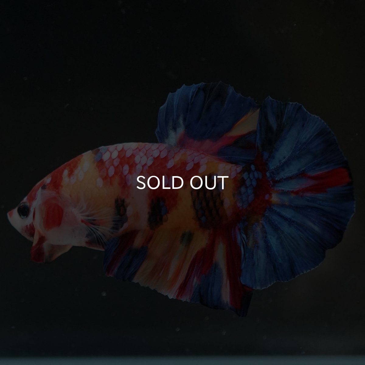 画像2: HMPK　キャンディギャラクシー (2)