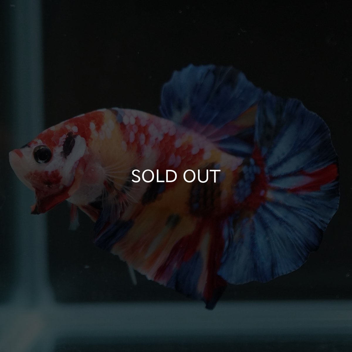 画像3: HMPK　キャンディギャラクシー (3)