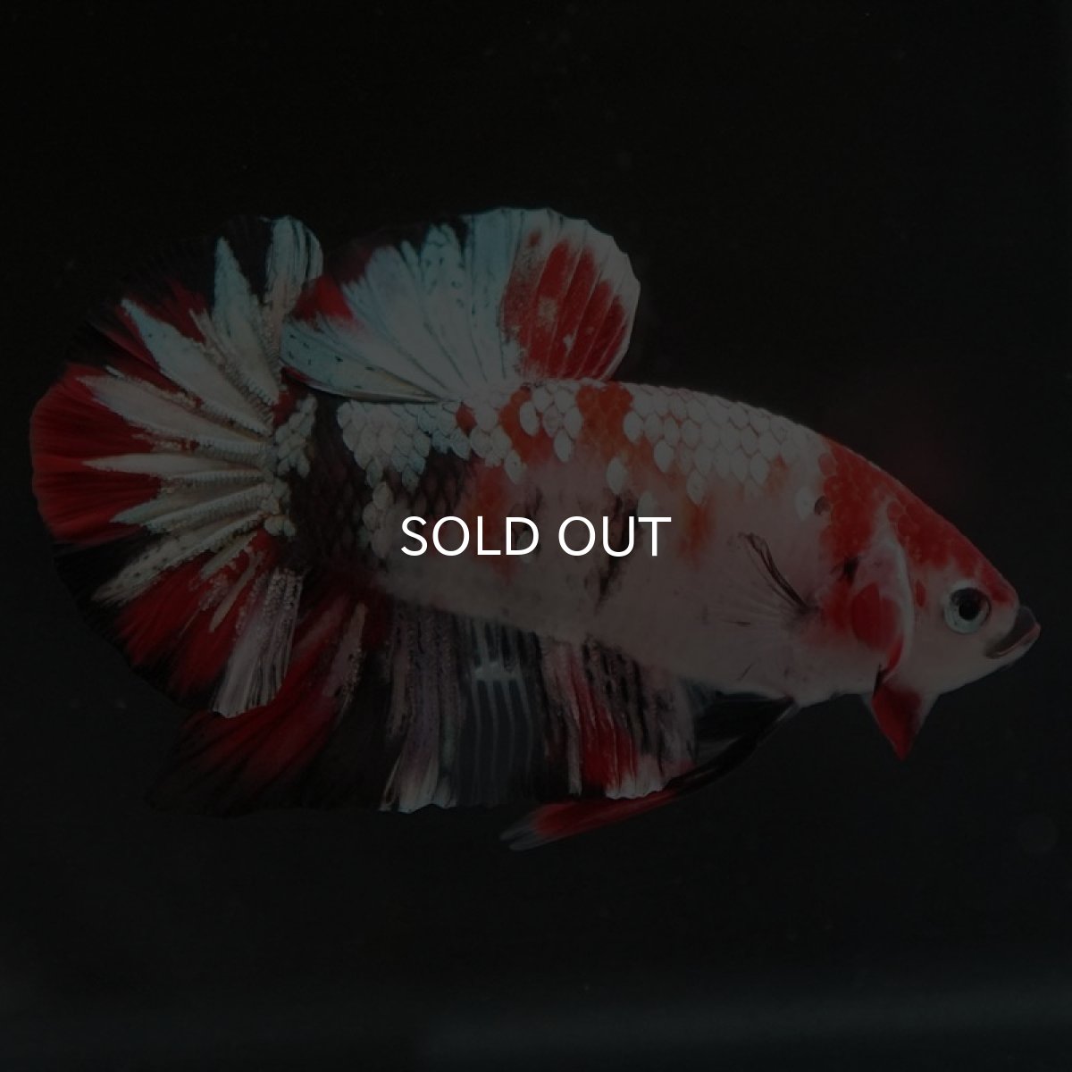 画像3: HMPK　鯉カッパー (3)