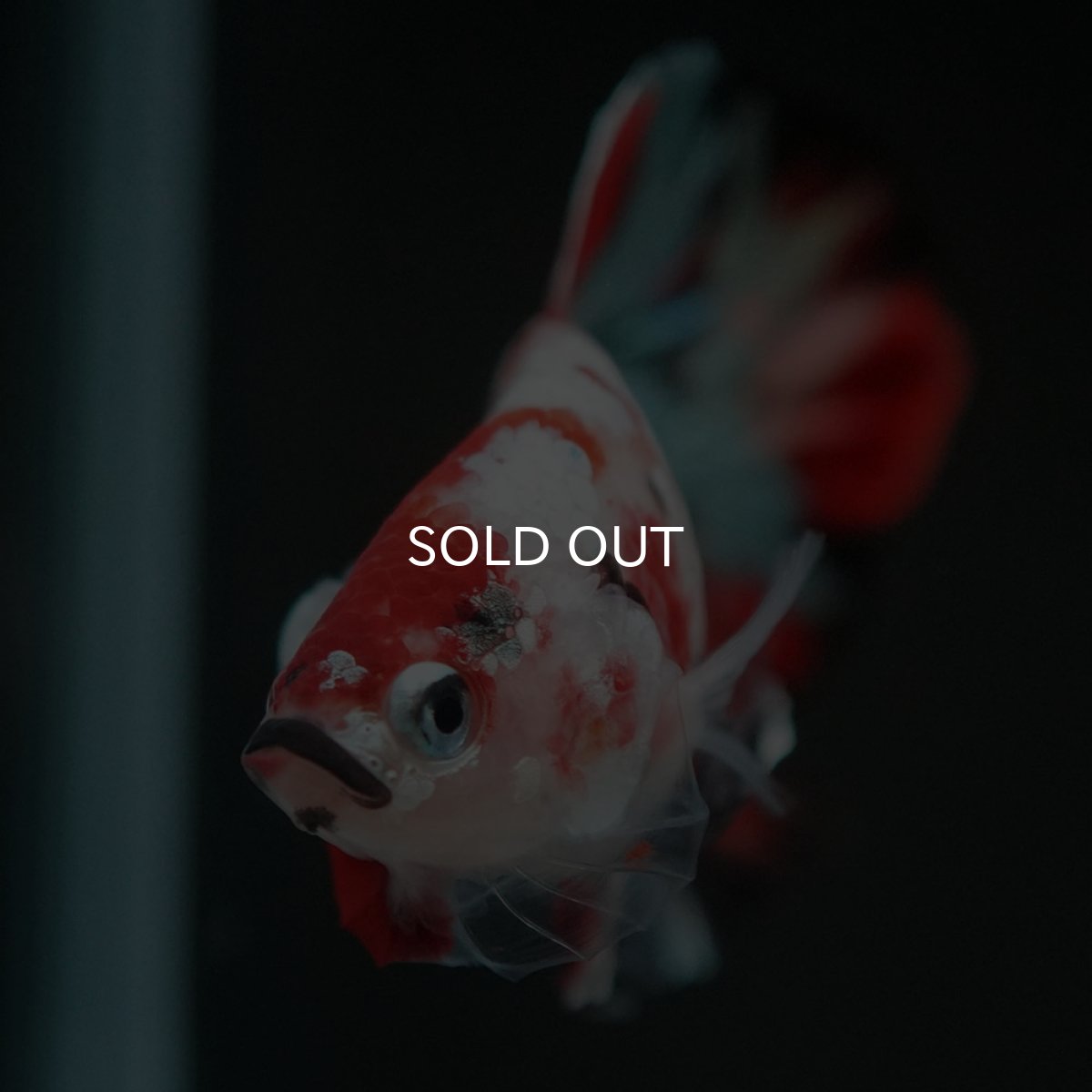 画像5: HMPK　鯉カッパー (5)