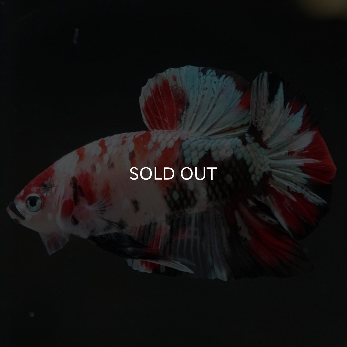 画像2: HMPK　鯉カッパー (2)