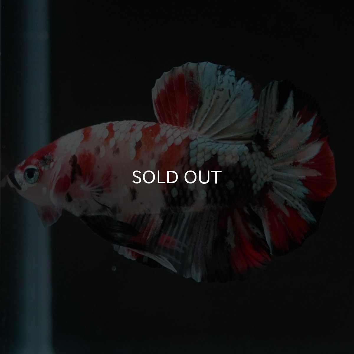 画像4: HMPK　鯉カッパー (4)