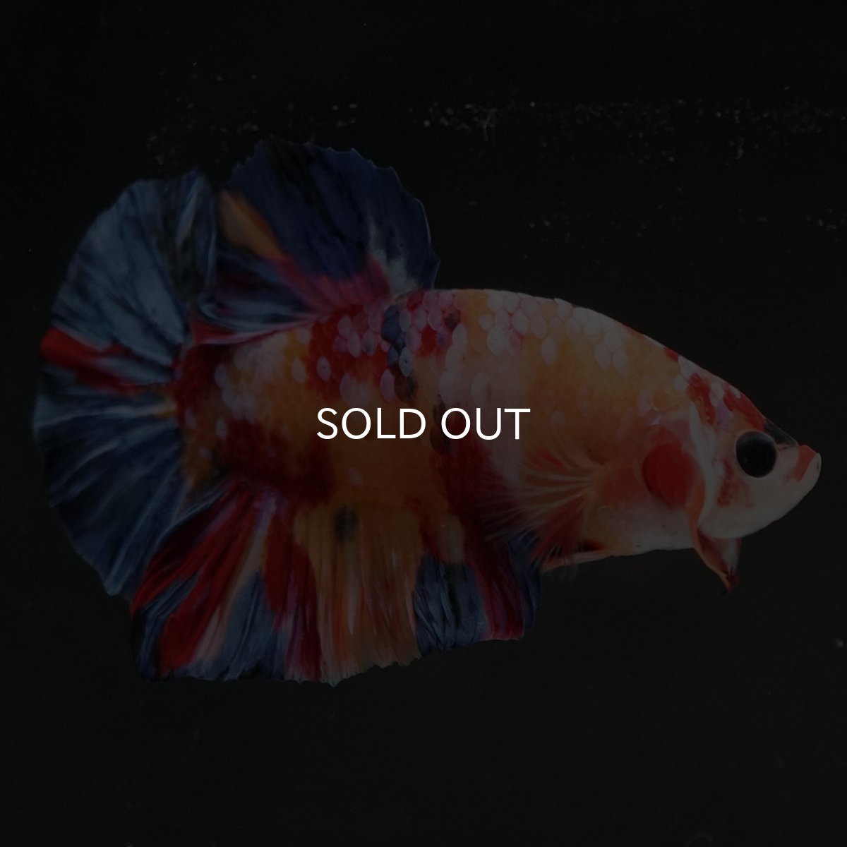 画像5: HMPK　キャンディギャラクシー (5)