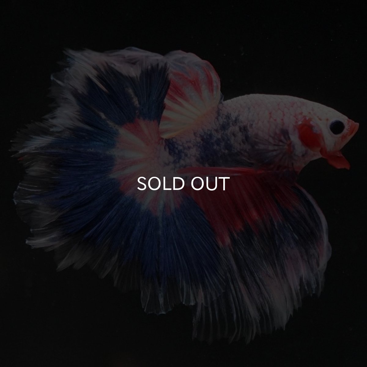 画像5: HM ファンシー フェザーテール (5)