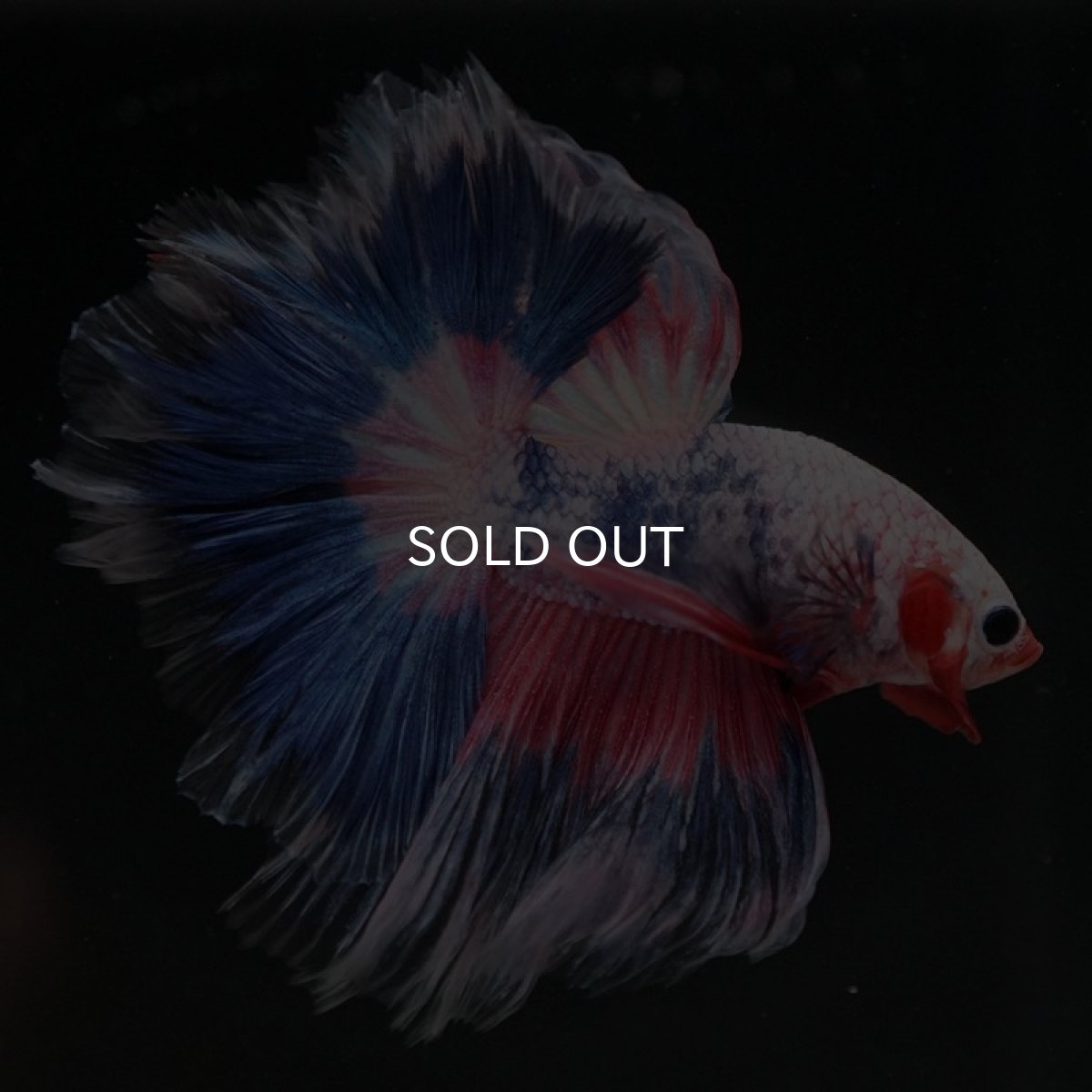 画像3: HM ファンシー フェザーテール (3)