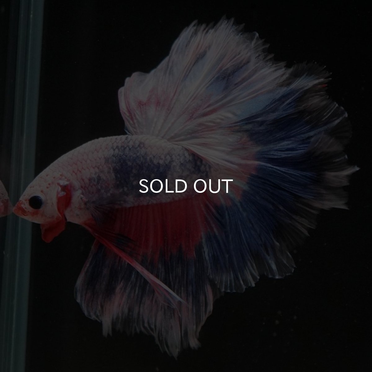 画像4: HM ファンシー フェザーテール (4)