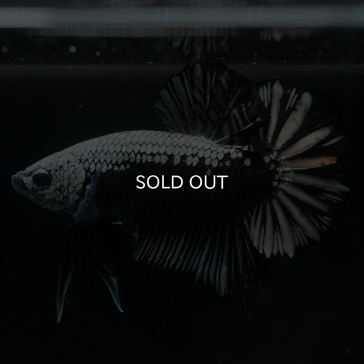 画像7: HMPK　ブラックサムライ (7)