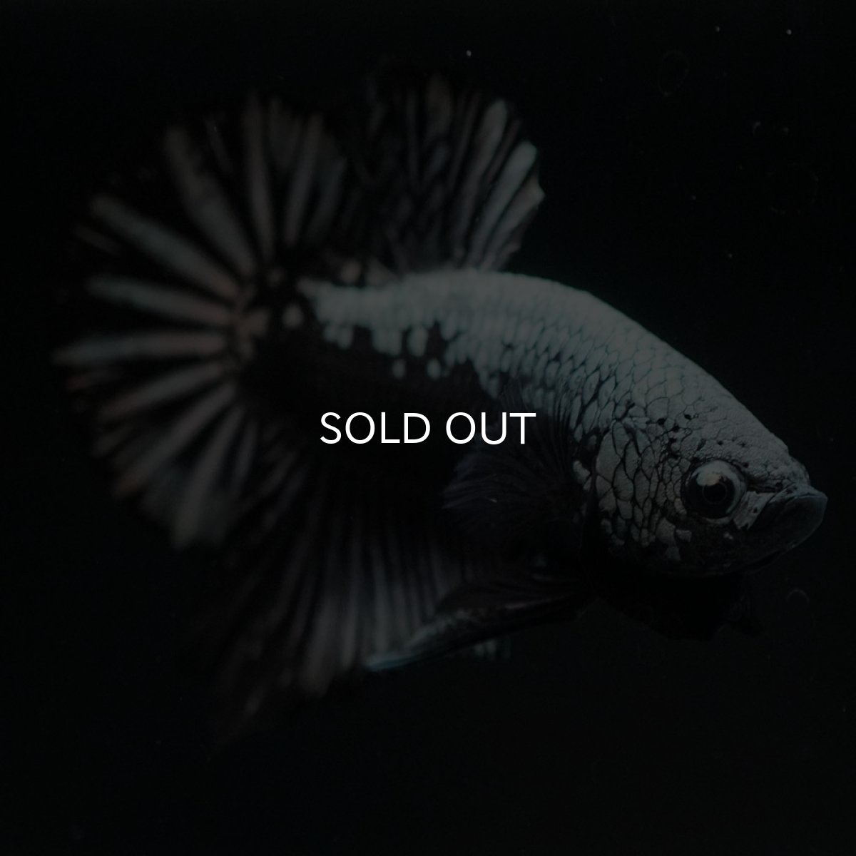 画像2: HMPK　ブラックサムライ (2)