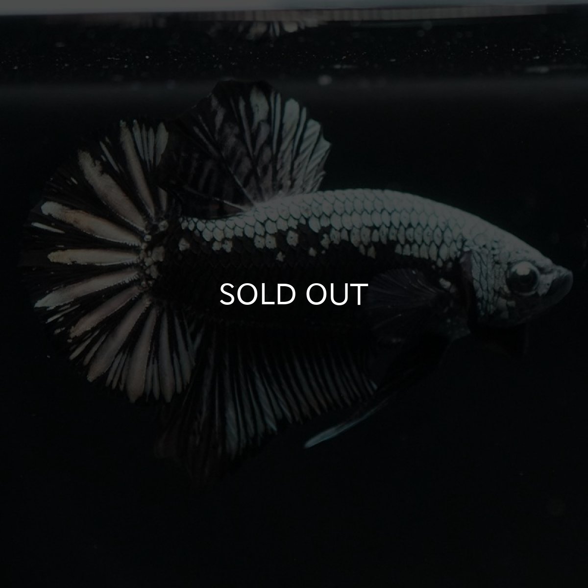 画像4: HMPK　ブラックサムライ (4)