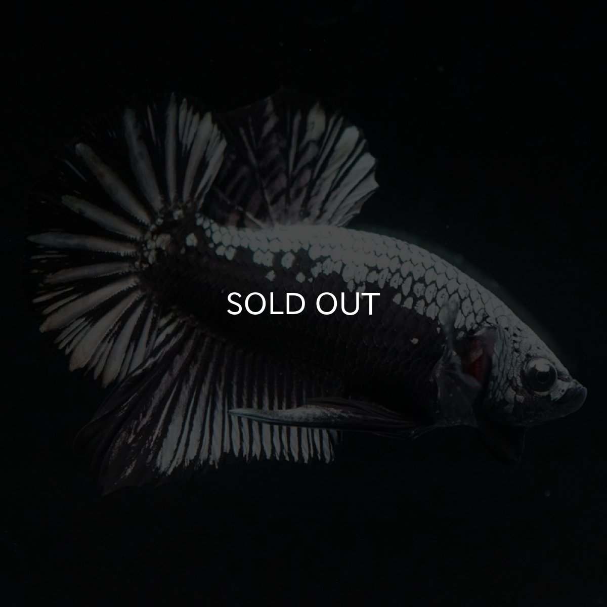 画像6: HMPK　ブラックサムライ (6)