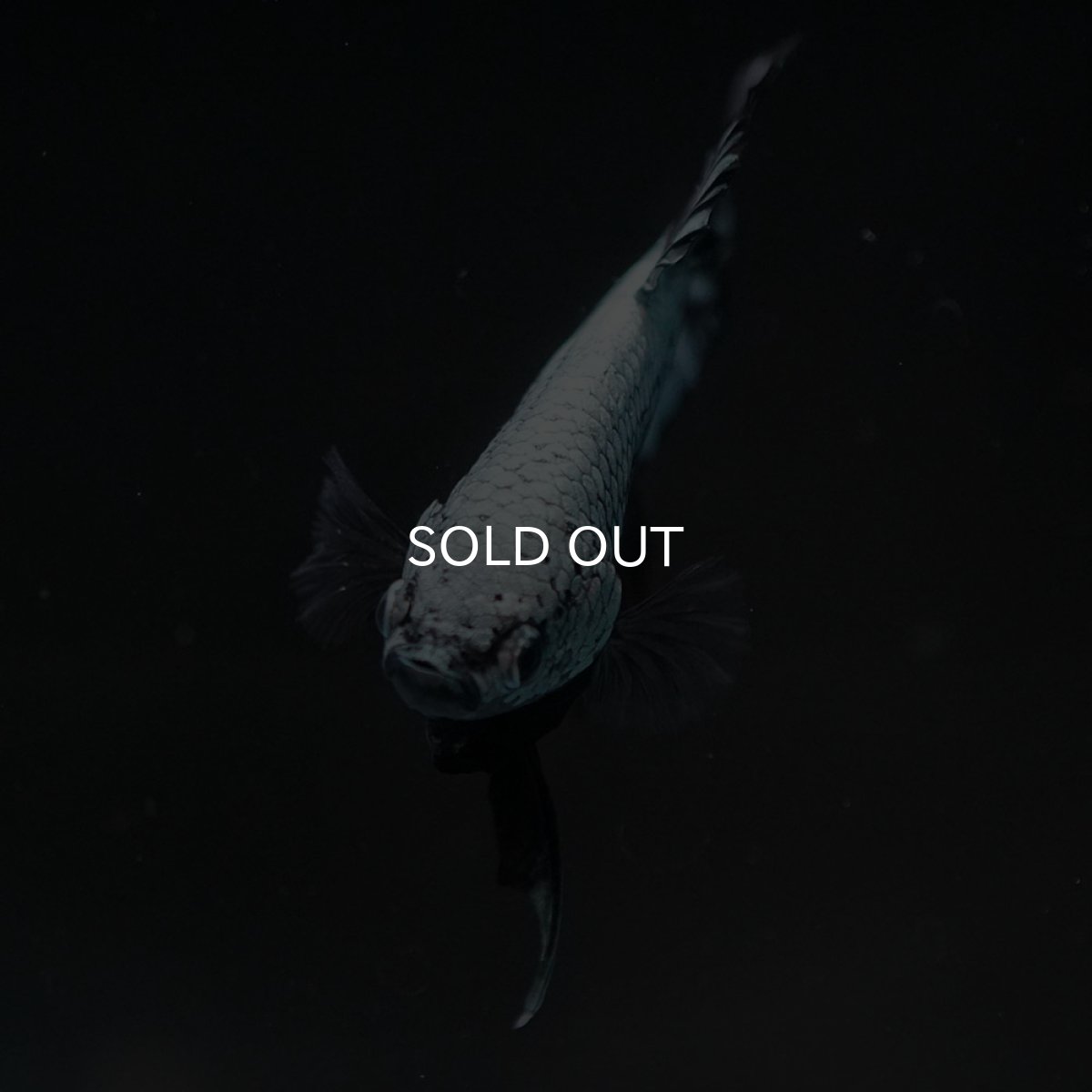 画像5: HMPK　ブラックサムライ (5)