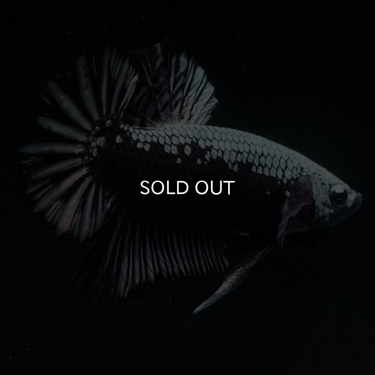 画像8: HMPK　ブラックサムライ (8)