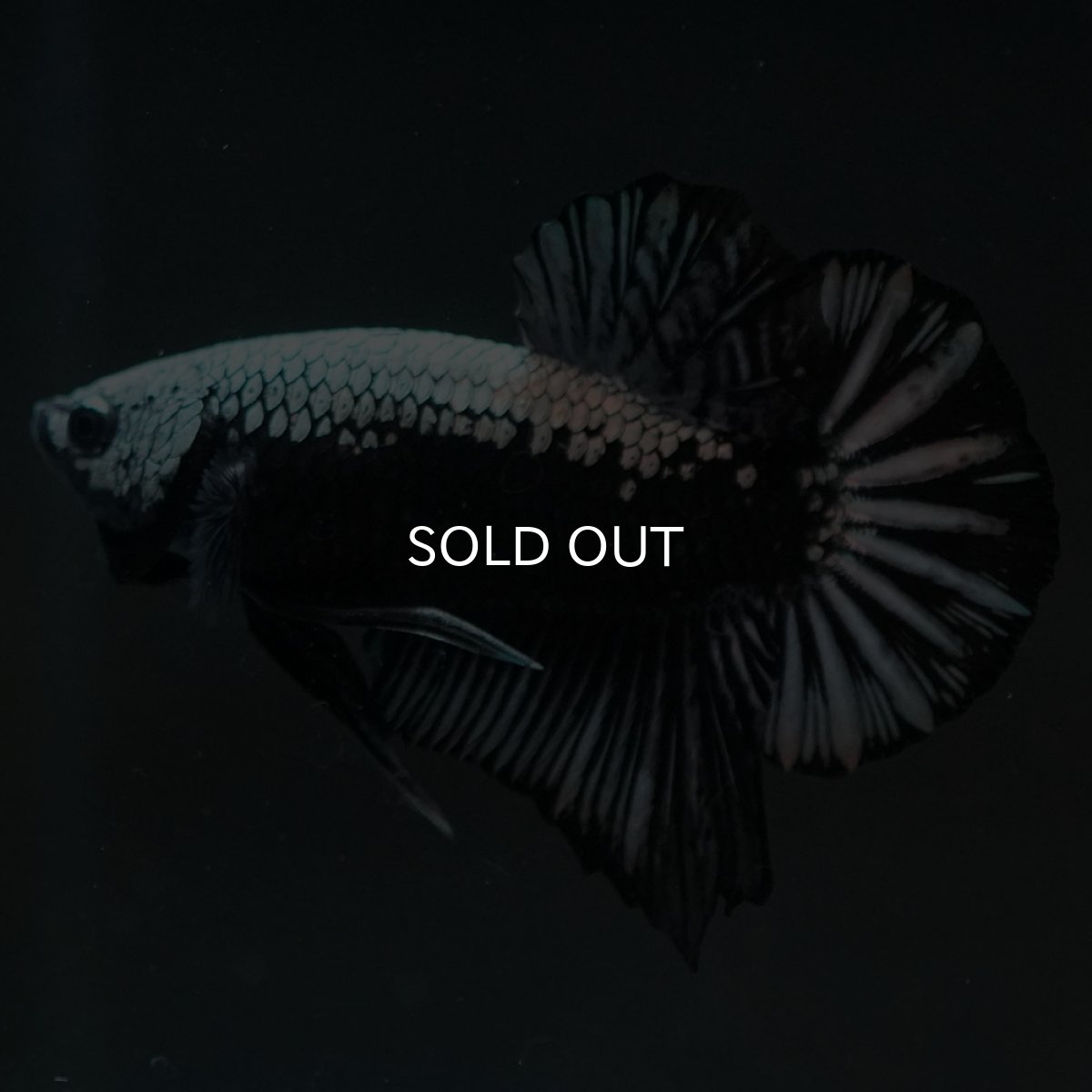 画像3: HMPK　ブラックサムライ (3)