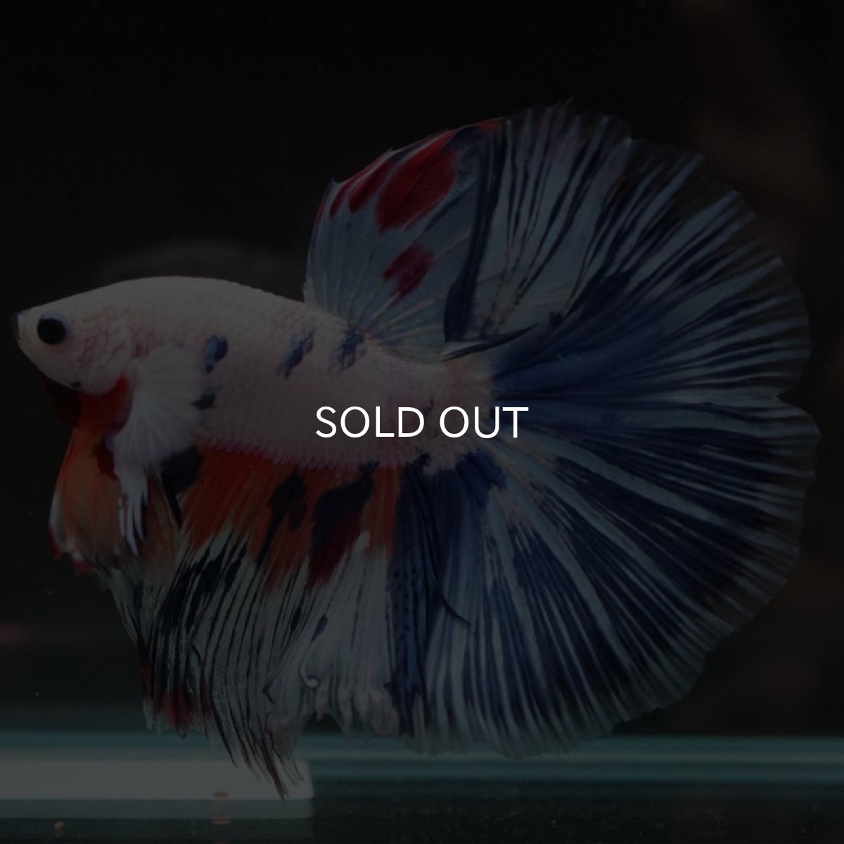 画像2: HM　ホワイトファンシー (2)