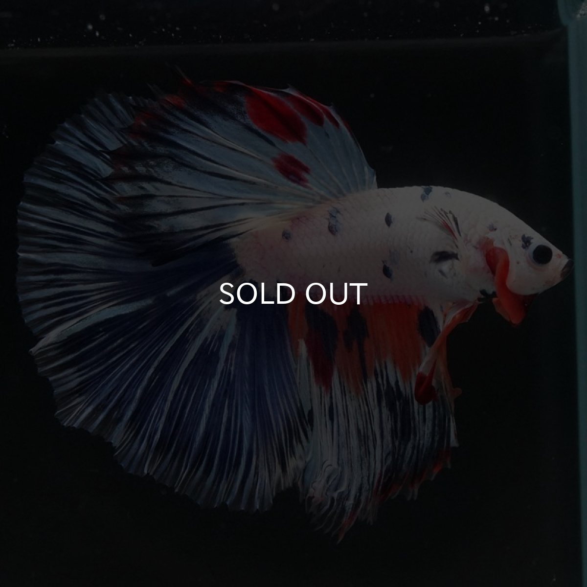 画像6: HM　ホワイトファンシー (6)