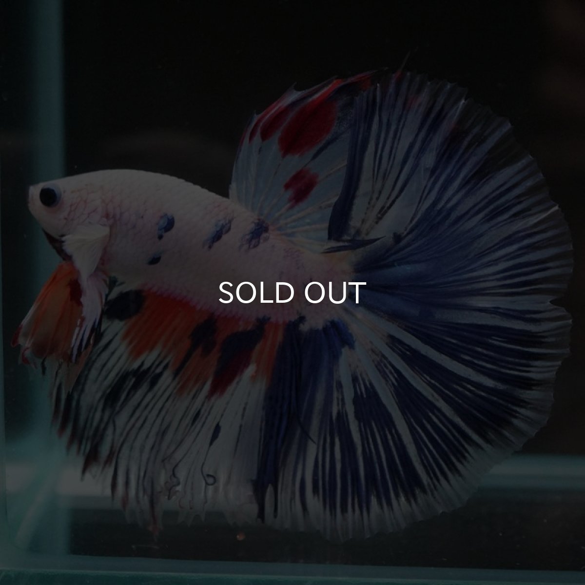 画像4: HM　ホワイトファンシー (4)