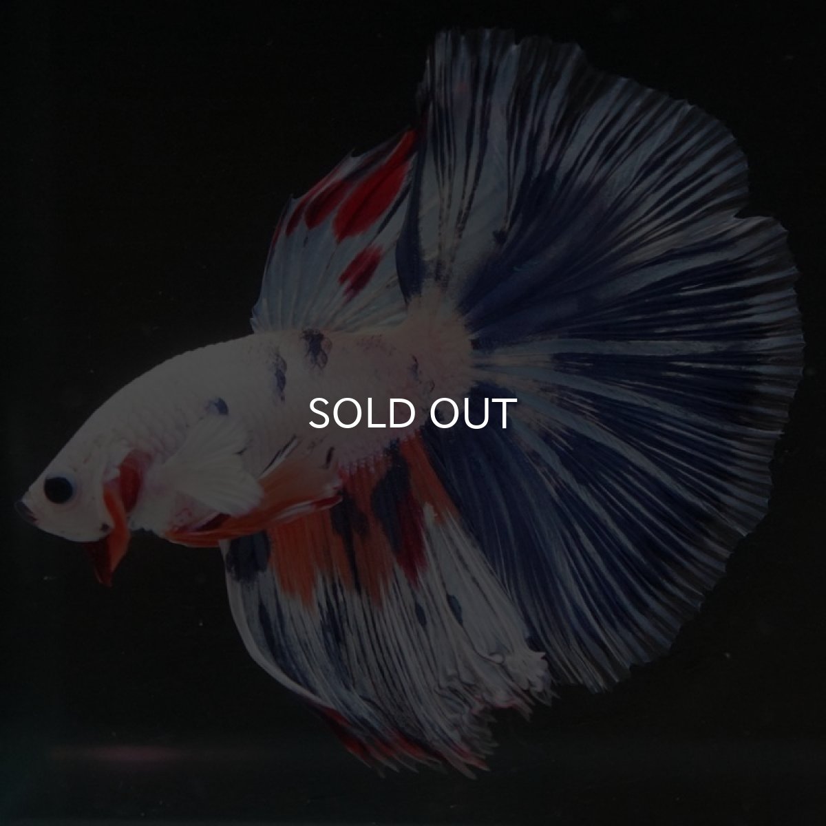 画像5: HM　ホワイトファンシー (5)