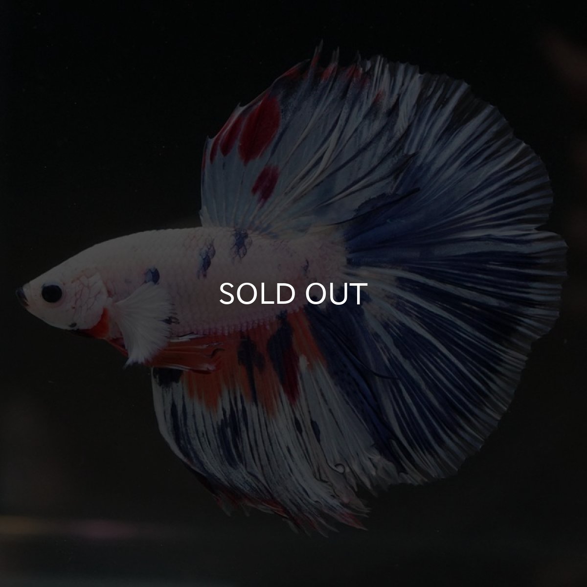 画像3: HM　ホワイトファンシー (3)