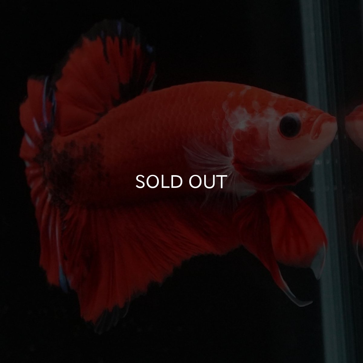 画像7: HMPK　ファンシーレッド (7)