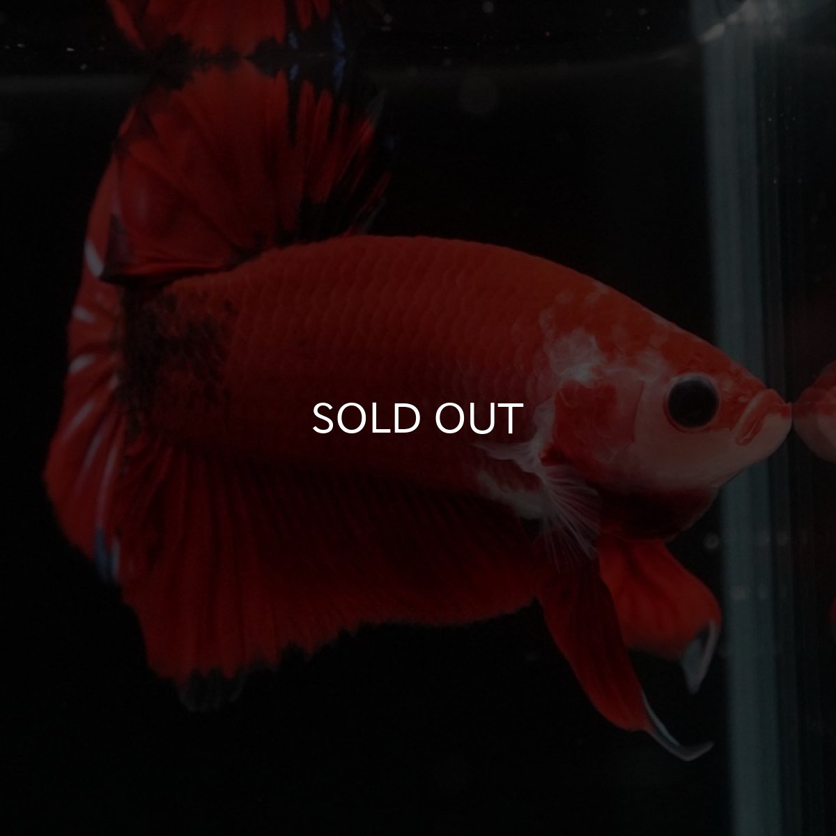 画像5: HMPK　ファンシーレッド (5)