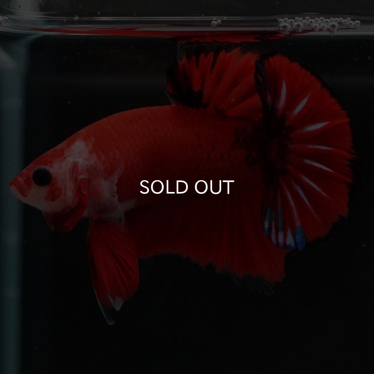 画像2: HMPK　ファンシーレッド (2)