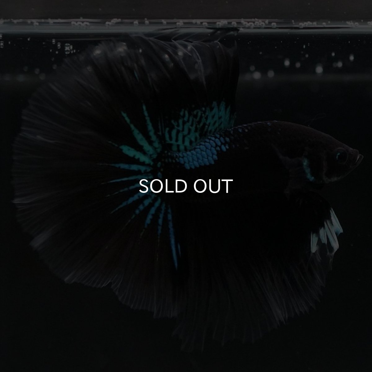 画像7: HM　ブルーブラック (7)