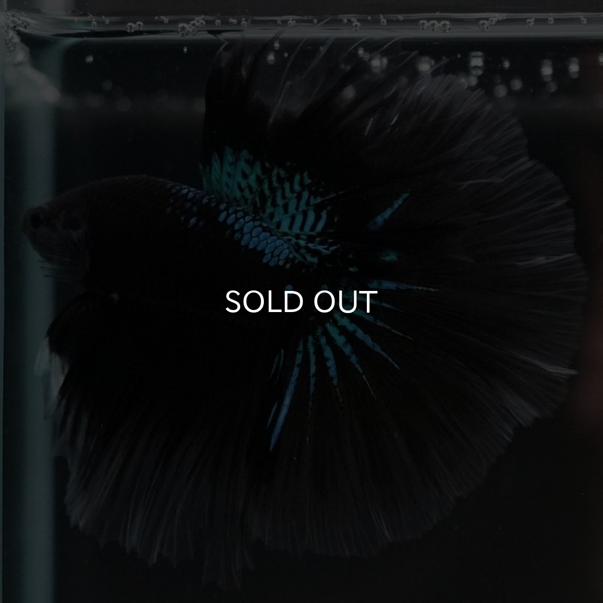 画像4: HM　ブルーブラック (4)