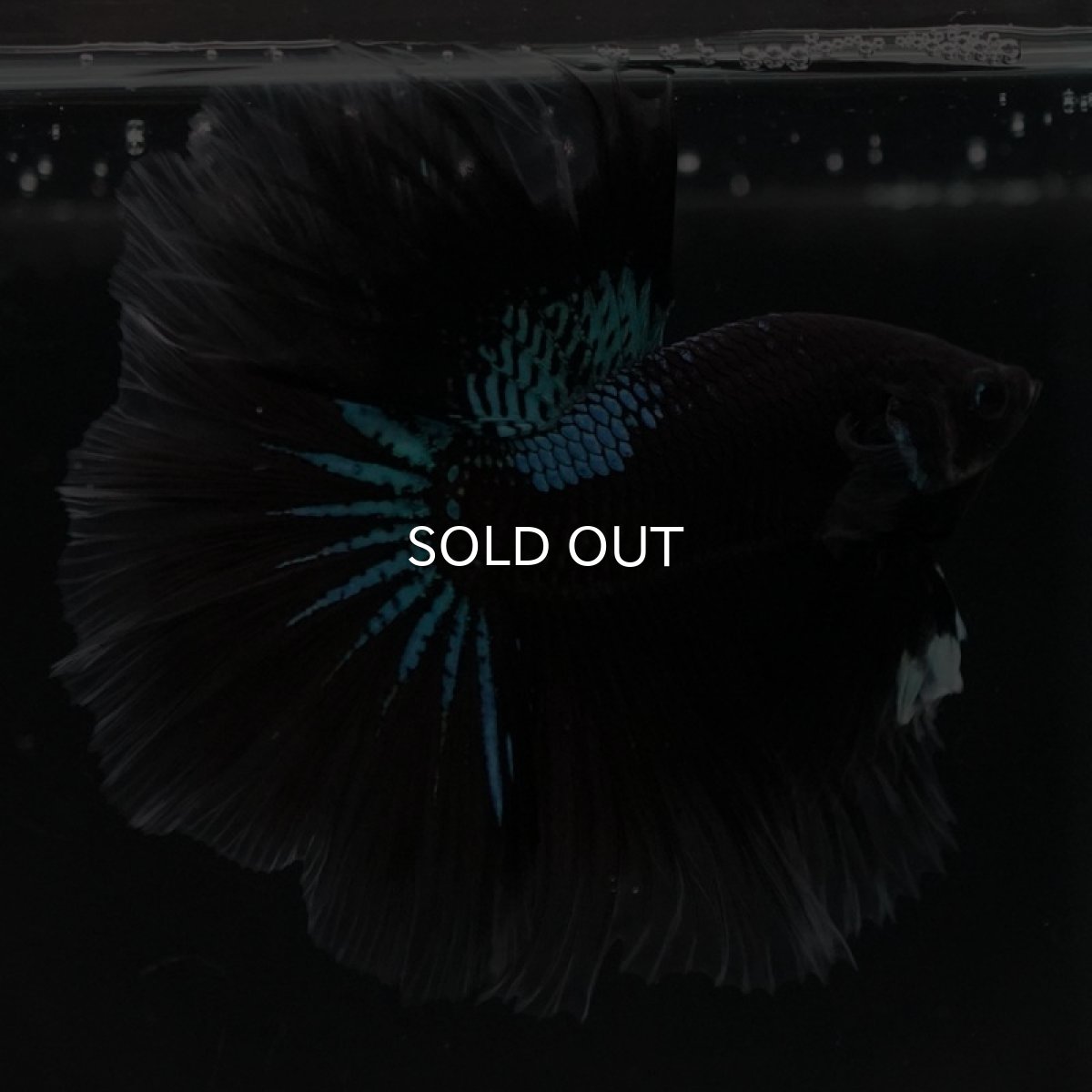 画像6: HM　ブルーブラック (6)