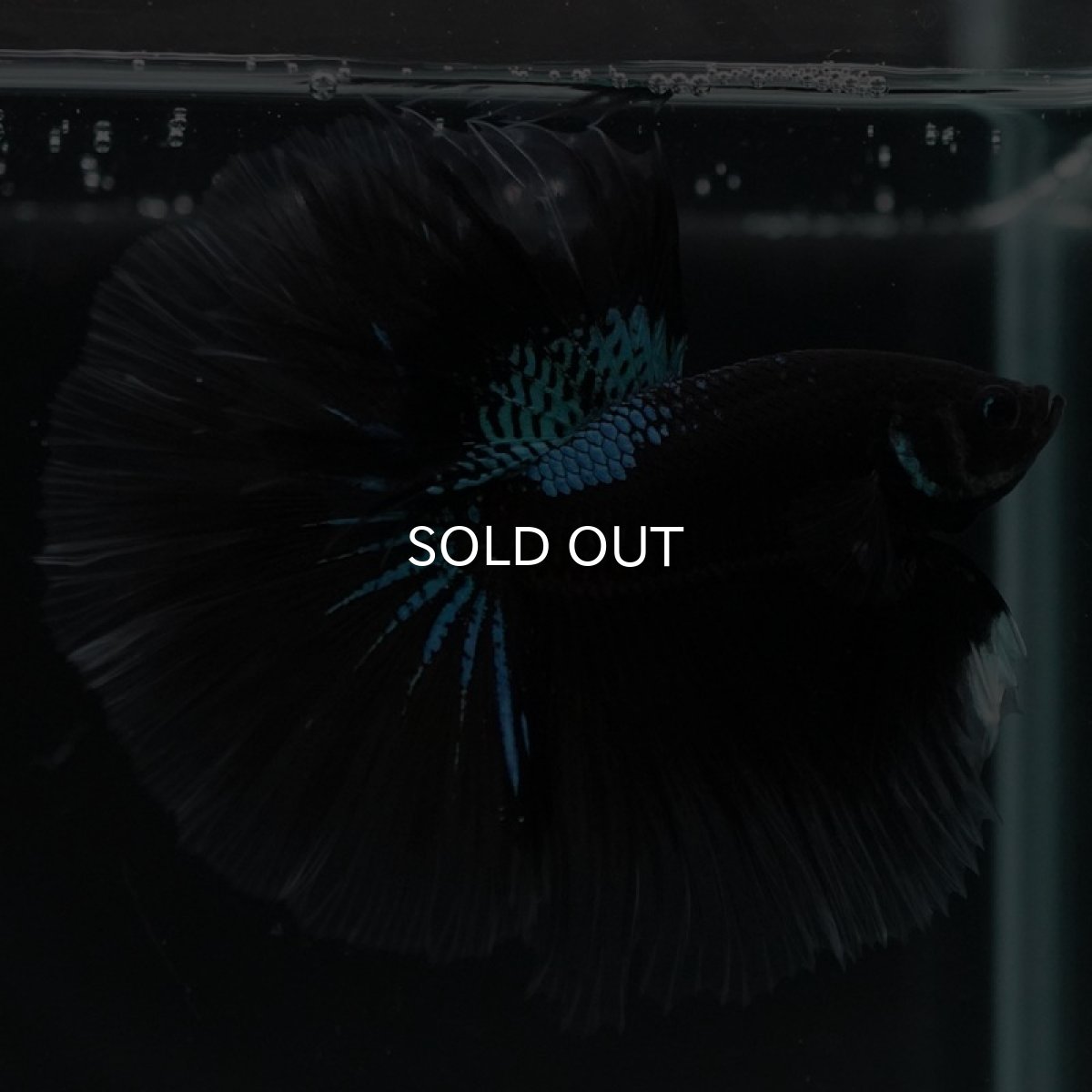 画像5: HM　ブルーブラック (5)