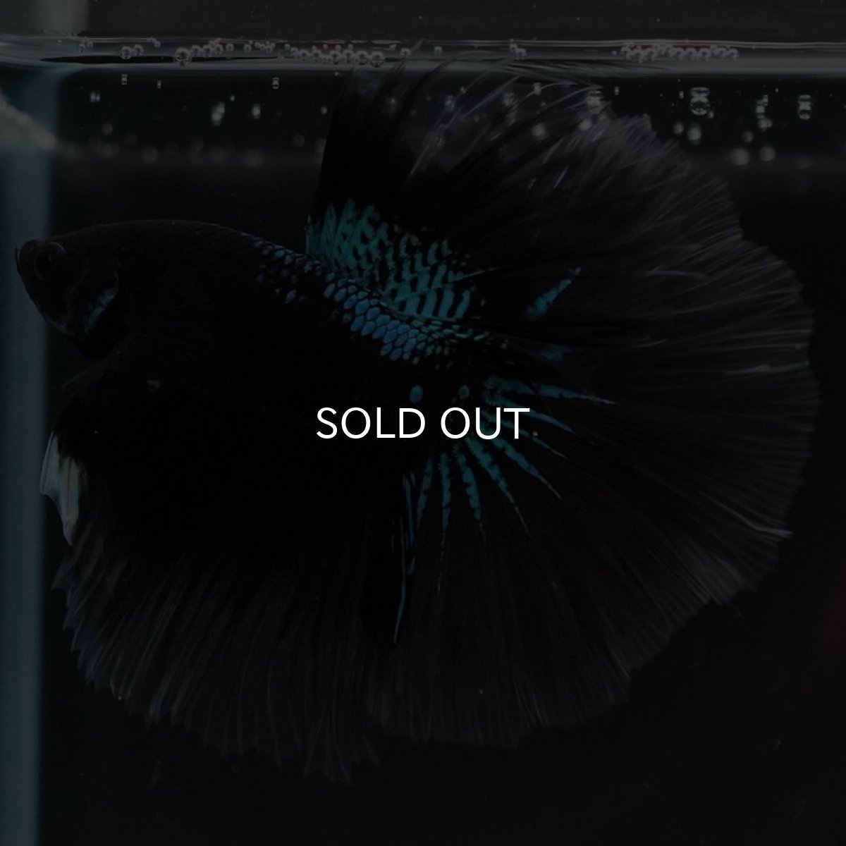 画像2: HM　ブルーブラック (2)