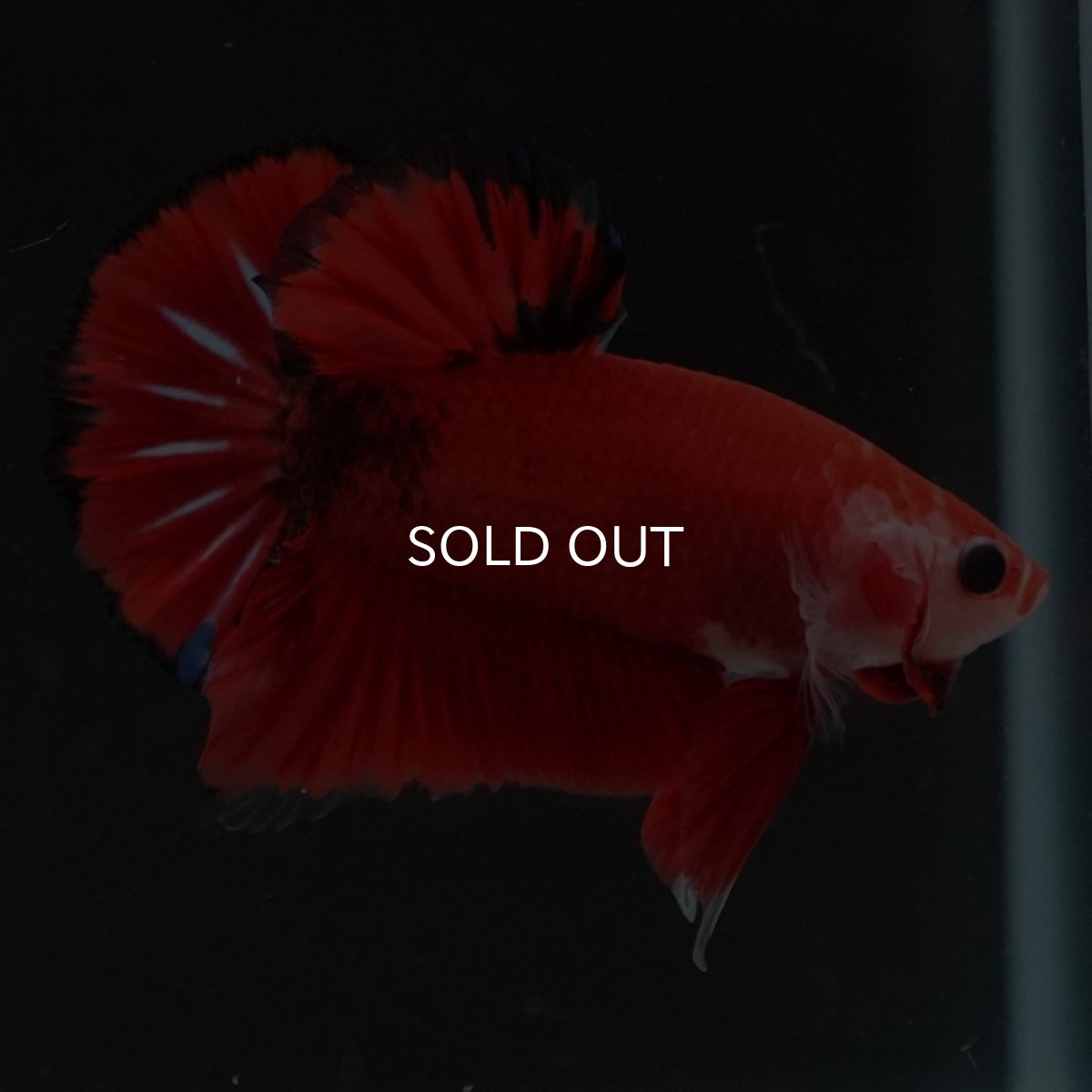 画像3: HMPK　ファンシーレッド (3)