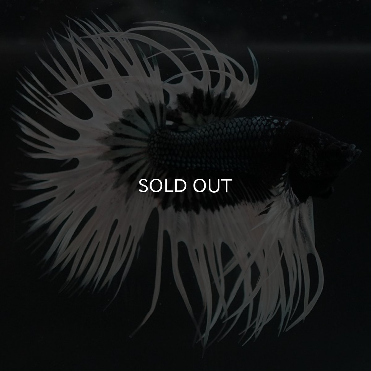 画像10: CT ブラックカッパーバタフライ (10)