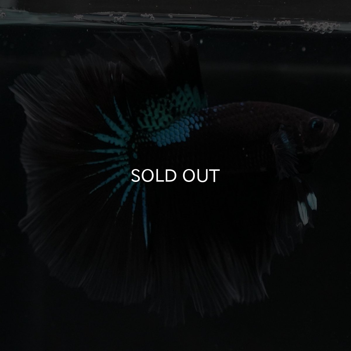 画像3: HM　ブルーブラック (3)