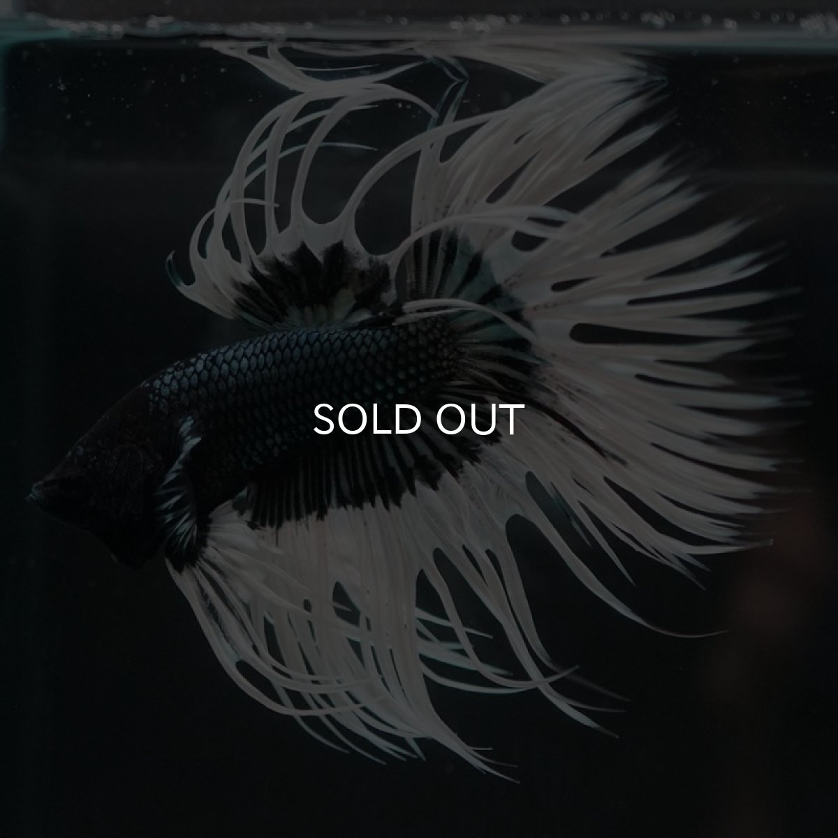 画像2: CT ブラックカッパーバタフライ (2)