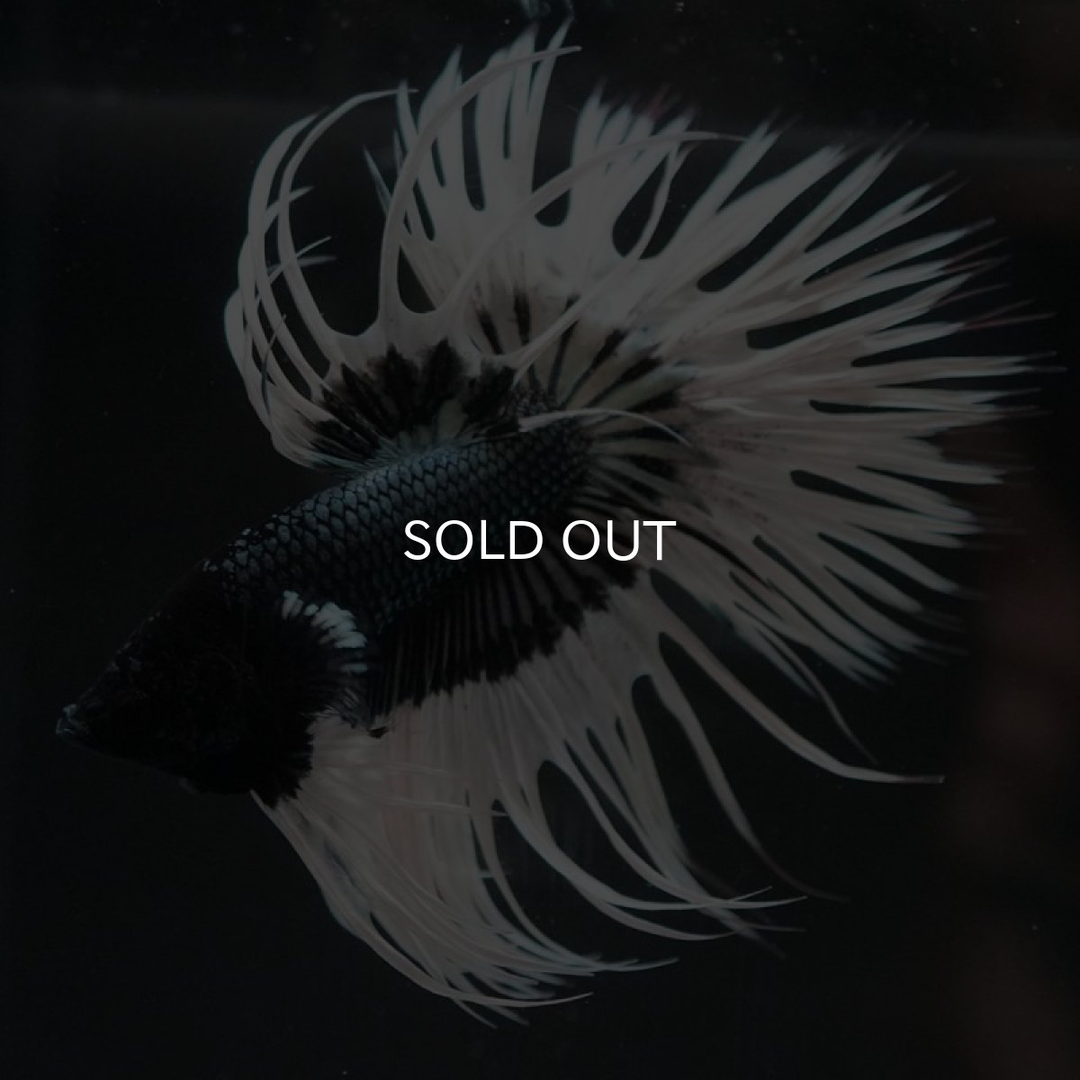 画像6: CT ブラックカッパーバタフライ (6)