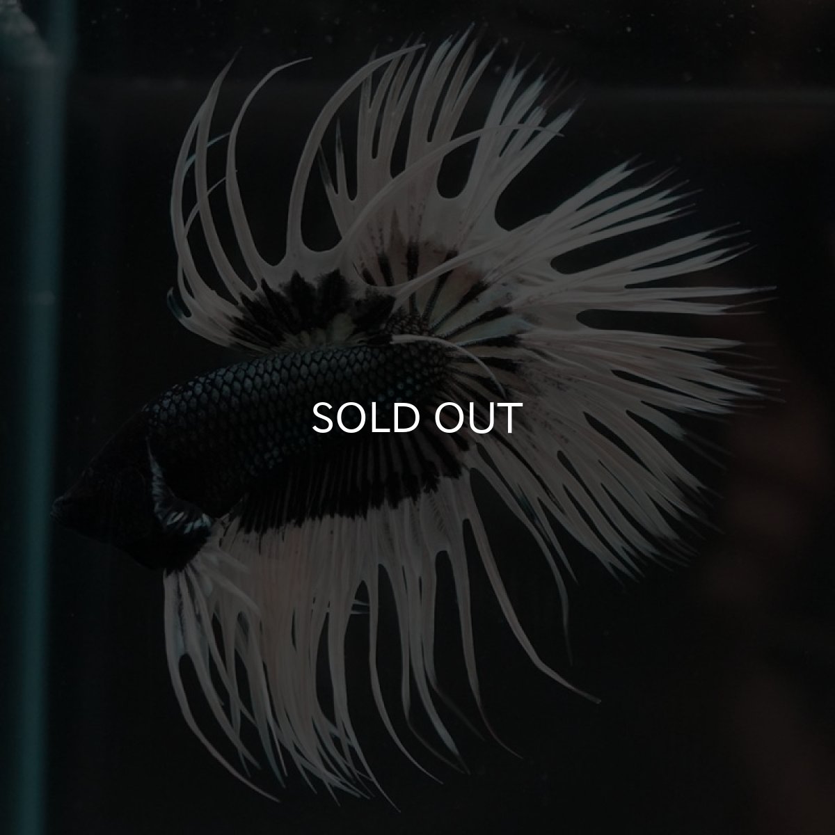 画像9: CT ブラックカッパーバタフライ (9)