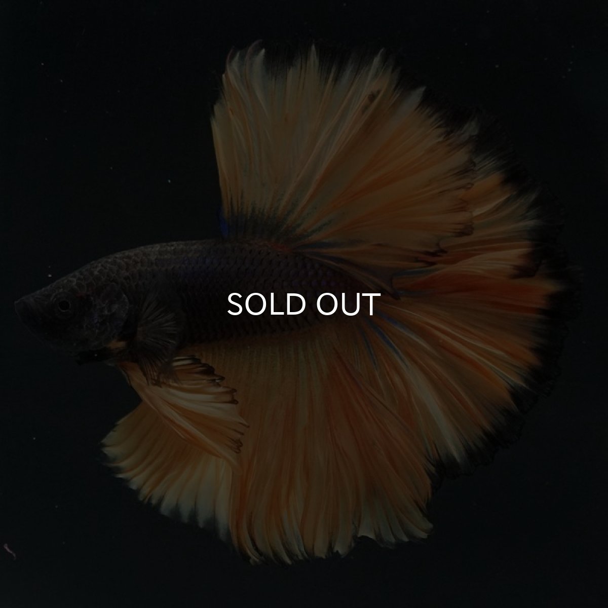 画像8: HM　ブラックマスタード　ローズテール (8)