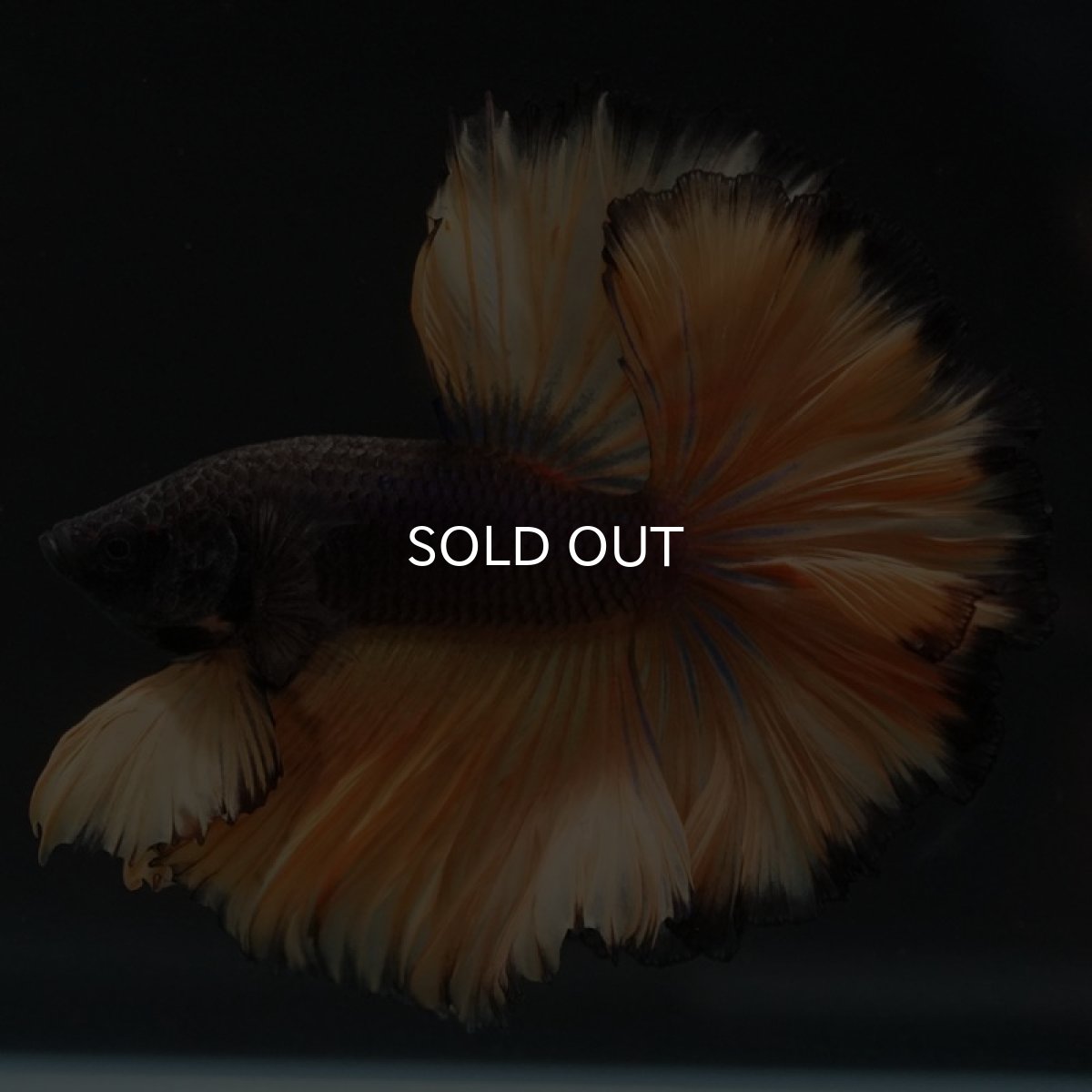 画像7: HM　ブラックマスタード　ローズテール (7)