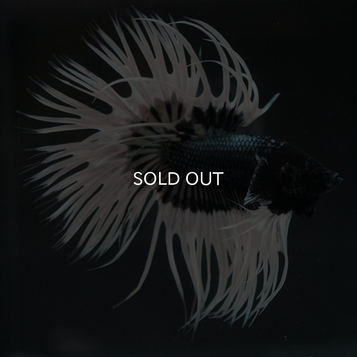 画像8: CT ブラックカッパーバタフライ (8)