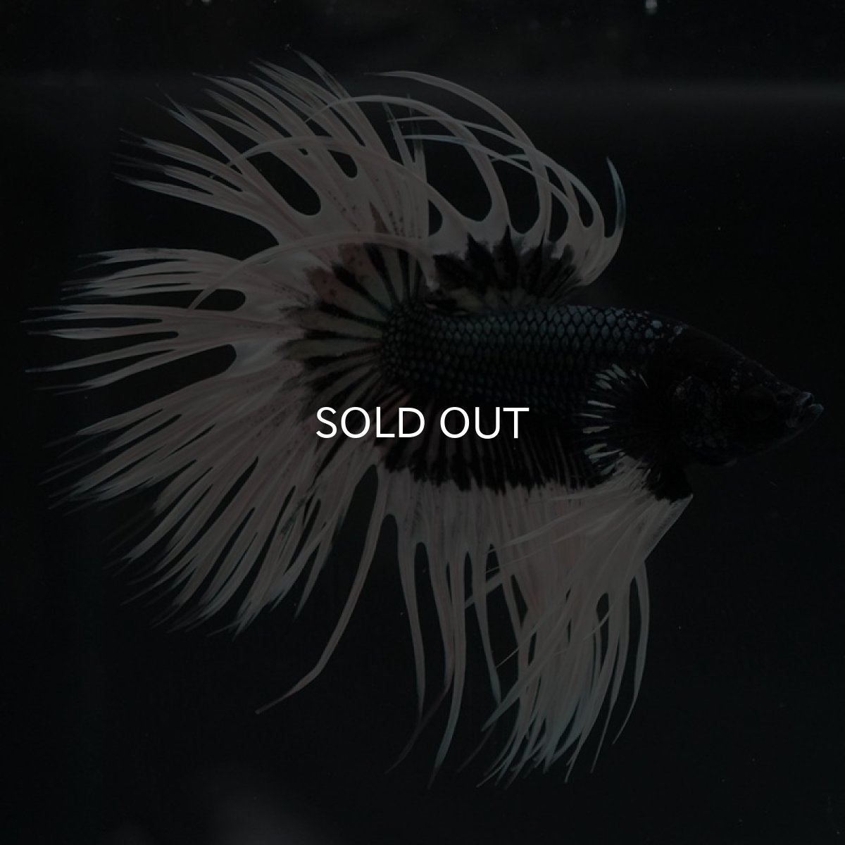 画像7: CT ブラックカッパーバタフライ (7)