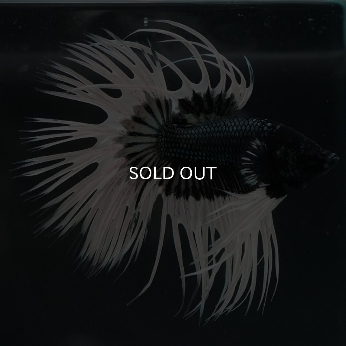 画像5: CT ブラックカッパーバタフライ (5)